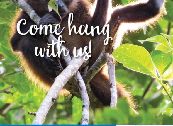 BHS2019_onlineflyer_monkey